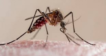 Una mujer de 37 años en Villa Mercedes es la tercera víctima fatal del dengue