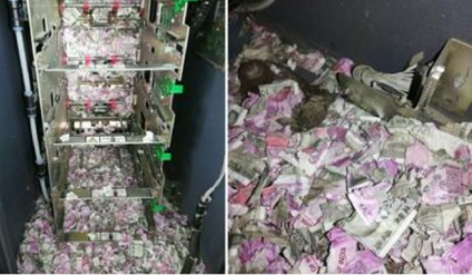 El caso de un ratón que ingresó a un cajero automático y se comió más de $80 millones