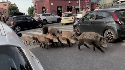 Toque de queda en Roma por la presencia de jabalíes en las calles