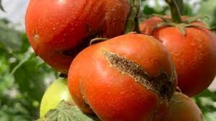 Detectan virus rugoso del tomate en plantación en la localidad bonaerense de Luján