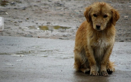 Refugio Municipal de Contención Animal trasladará la atención veterinaria a un nuevo espacio