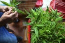 Uso de cannabis medicinal con ciertas características puede admitirse para pacientes cardiológicos